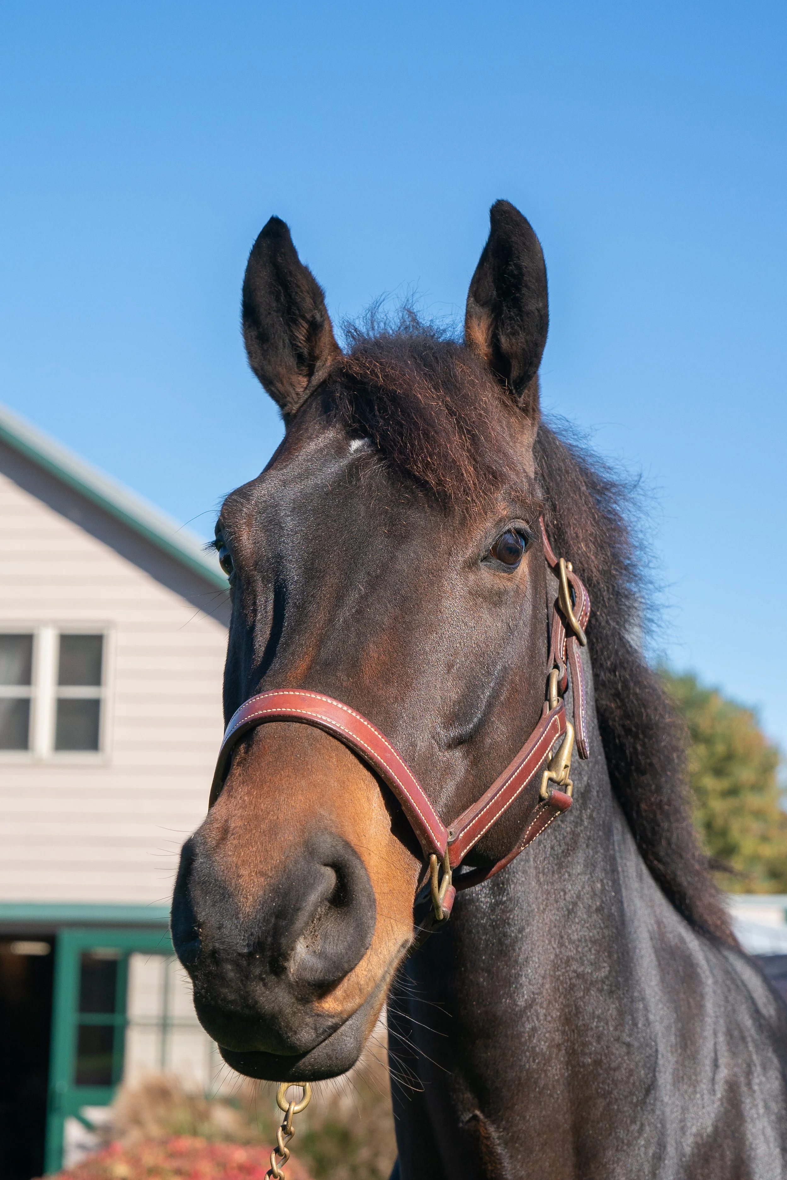 トップス house on the hill L/S Tee (Brown Horse) House on the Hill＊Brown Horse L S Tee 136 Horse House Front